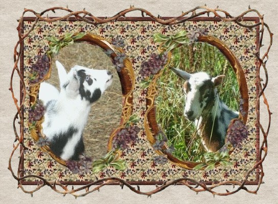 Thornghyll Nigerian Dwarf Goats